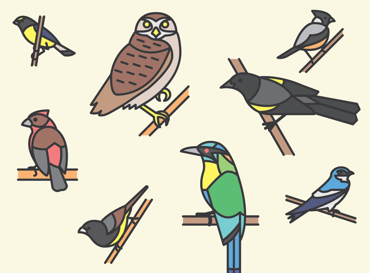 76 Brazilian Birds